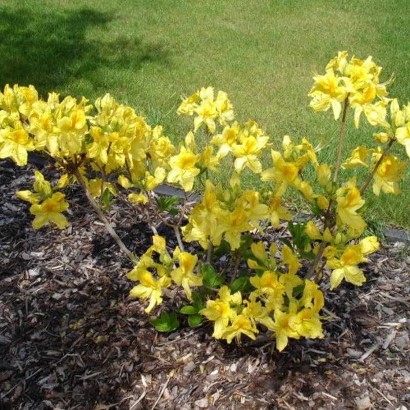 1-2Yrs Old Rhododendron Plants Live in Pot, Rhododendron Azale Bush Shrub Tree Plant, Yellow
