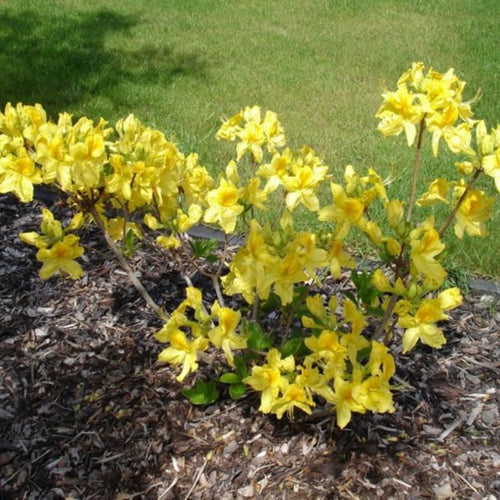 1-2Yrs Old Rhododendron Plants Live in Pot, Rhododendron Azale Bush Shrub Tree Plant, Yellow