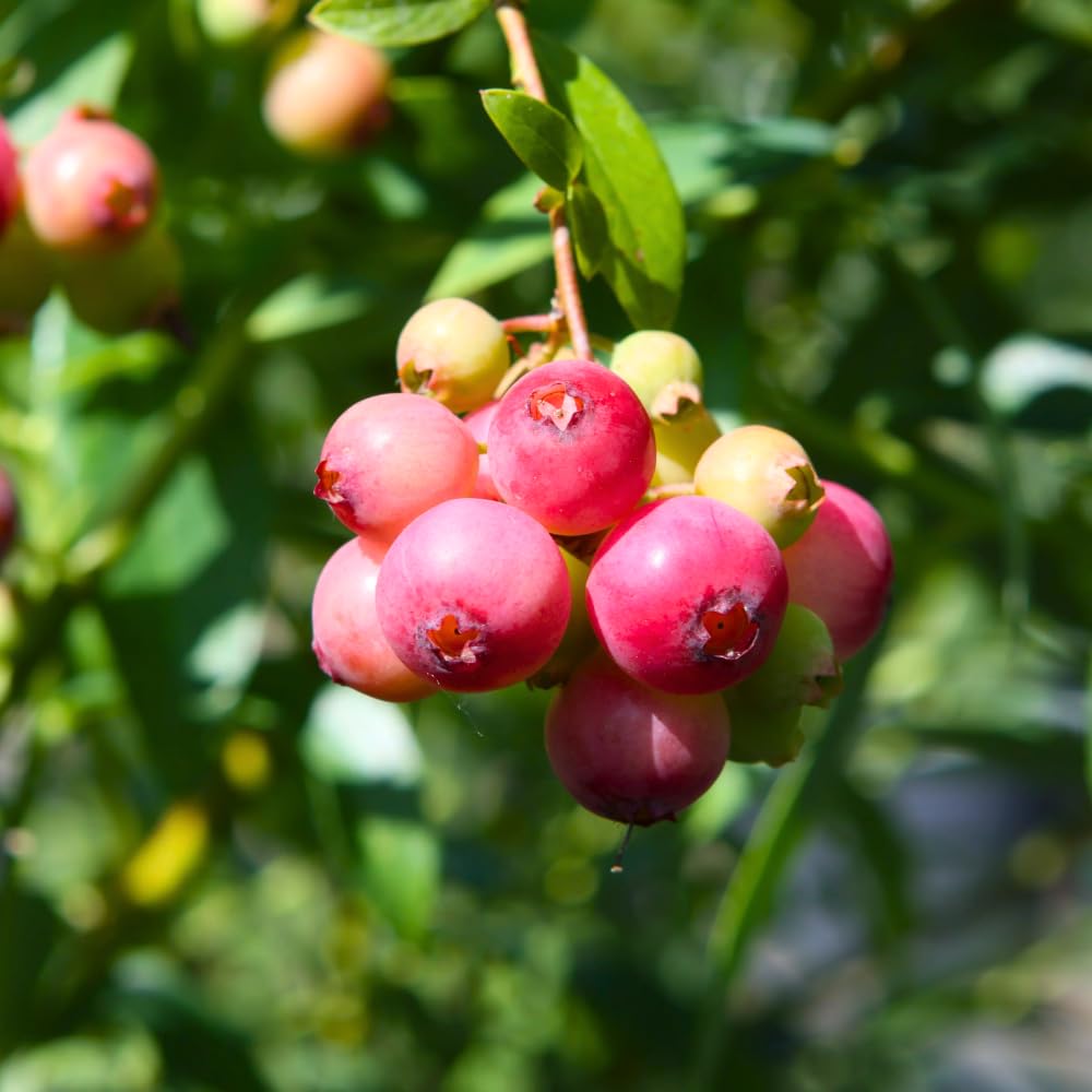 2 Blueberry Bushes Live Plant, 4-6'' Tall Well Rooted Plant, Sweet, High-Yielding, Hardy Blueberries for Garden or Containers (Pink Lemonade Blueberry)
