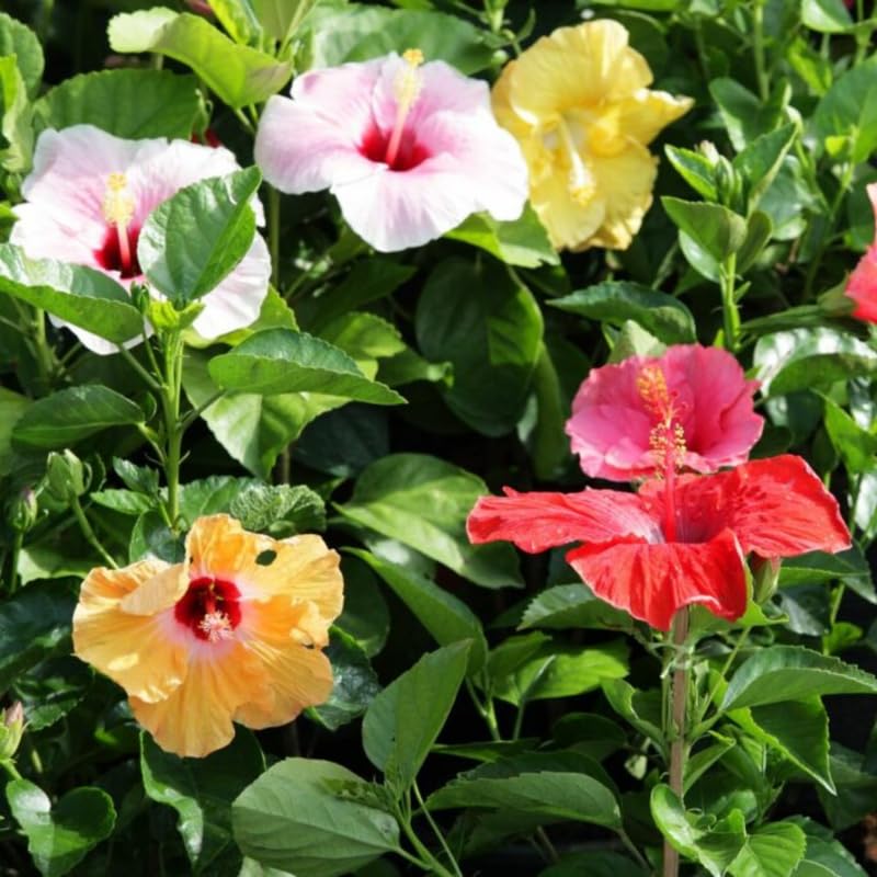 Set 4 Hibiscus Plants Live, Tropical Flowering Shrub, 4-8" Tall, Cold Hardy Bush (Mixed Hibiscus)