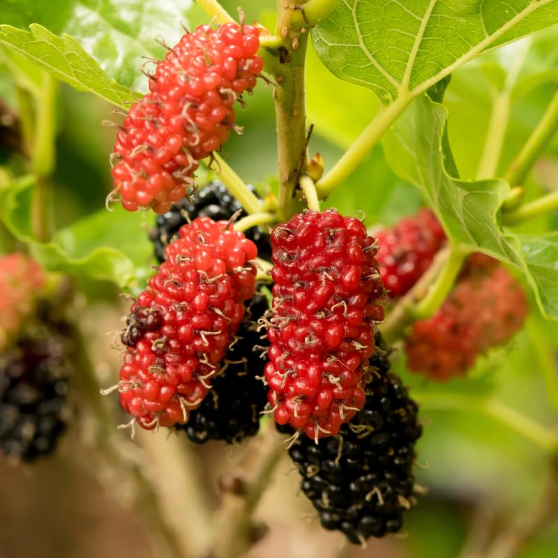 Red Mulberry Tree, 4-8 Inch Hardy Mulberry Tree Live Plant, Sweet Berry Mulberries Fruit Tree Bush Plants for Planting Home Garden, Well Rooted