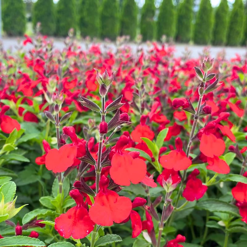 Set of 3 Salvia Plants Live, Bright Red Perennial Flower for Garden Planting, 4-7" Tall