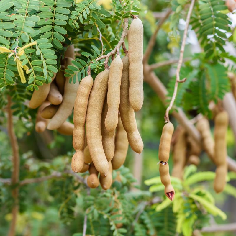 Tamarind Tree Live Plant, 2 to 3 Feet Tall, Live Tamarind Fruit Plant Live, 3 Gallon Pot