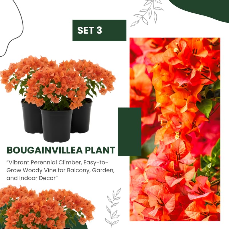 3 Bright Orange Bougainvillea Plants Live, 4-8” Tall Well-Rooted Bougainvillea Vine Flower Plants, Tropical Climbing Plants, No Pot