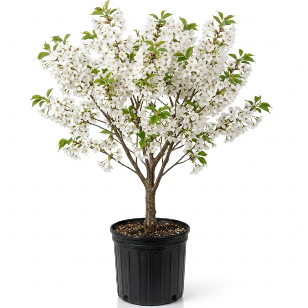 White Cherry Blossom Tree - 3 Gallon Pot, 2-3 Feet Tall Live White Pink Blossom Flowering Cherry Plant, Ornamental Tree Potted, No Ship to CA