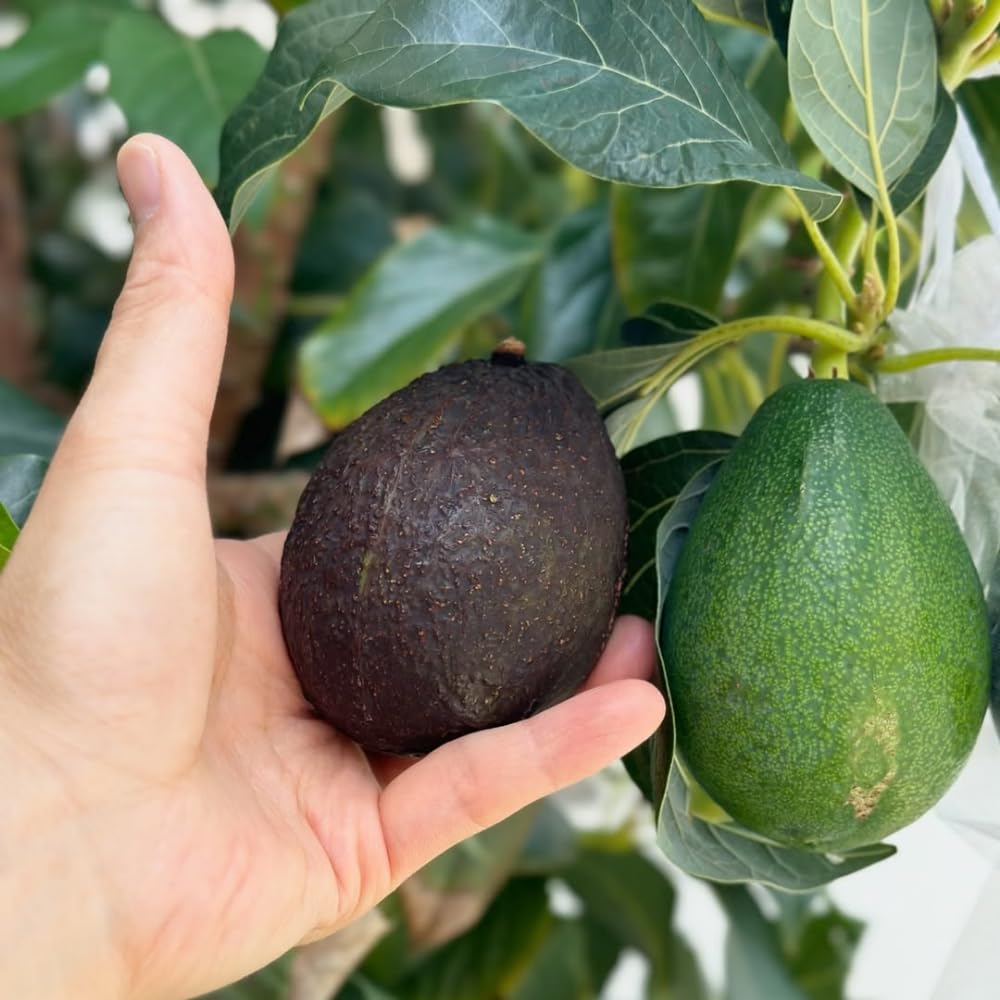 Avocado Tree Live Plant, Large HASS Avocado Plants Live in 3 Gallon Pot, Creamy Fruit, Cold Hardy Fruit Tree for Backyards, Home Orchard and Edible Gardening