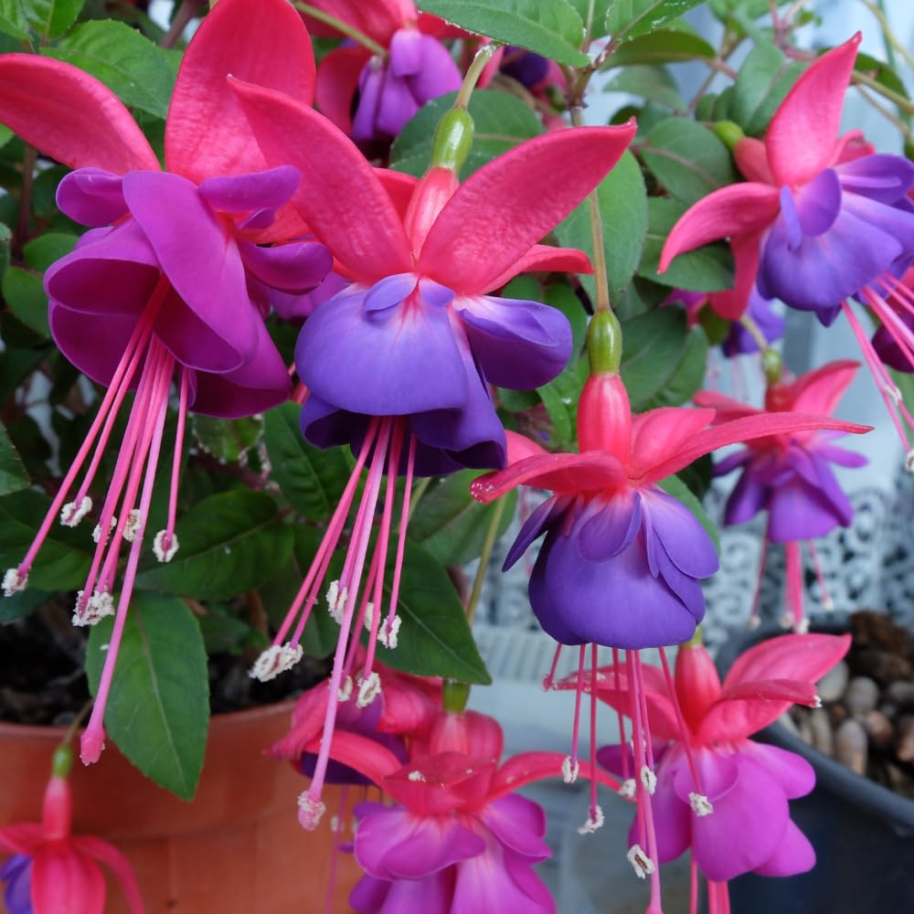 Red Purple Fuchsia Plant Live, Fuchsia Flower Plant, Indoor Outdoor Garden Planting, 2-4 Inches Tall