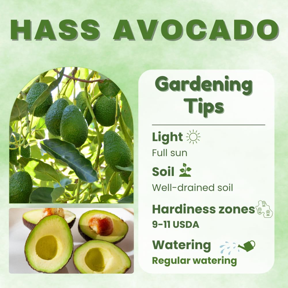 HASS Avocado Tree Live Plant, Avocado Live Plant, Tropical Fruit Tree, 1-2 Feet Tall in 3 Gallon Pot for Growing