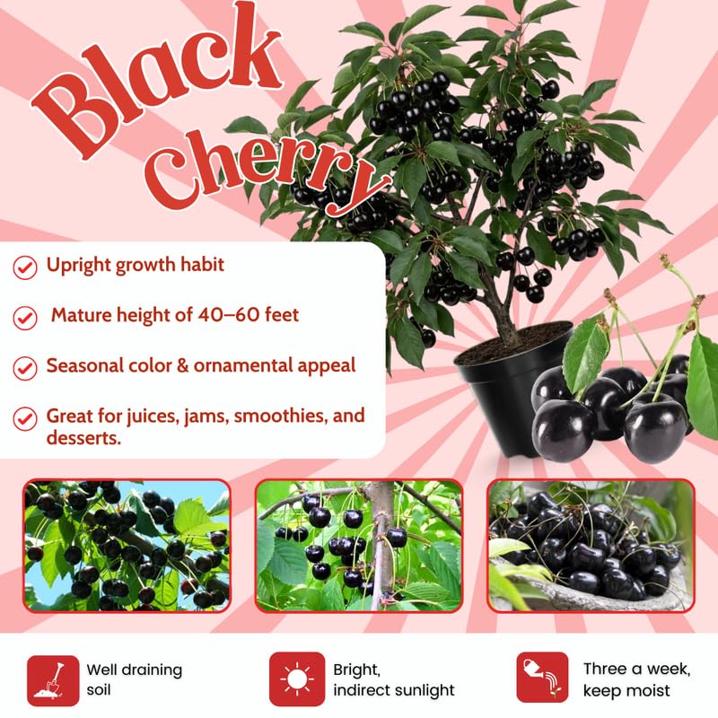 Black Cherry Tree 1-2 Feet, Sweet Cherry Plant Live, Hardy Fruit Trees for Containers or Landscape Planting, Bare Roots