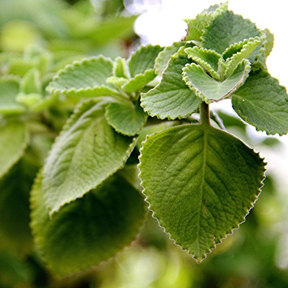 Cuban Oregano Plants Live, Pack 2 Live Cuban Oregano Plant Indoor Oudoor, Mexican Mint Plant, Spanish Thyme Plant, 4 to 6 Inches Tall Outdoor