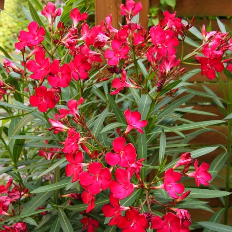 Set 3 of Oleander Plants Live, Hardy Flower Plant from 4 to 6 Inches, Pink Flower