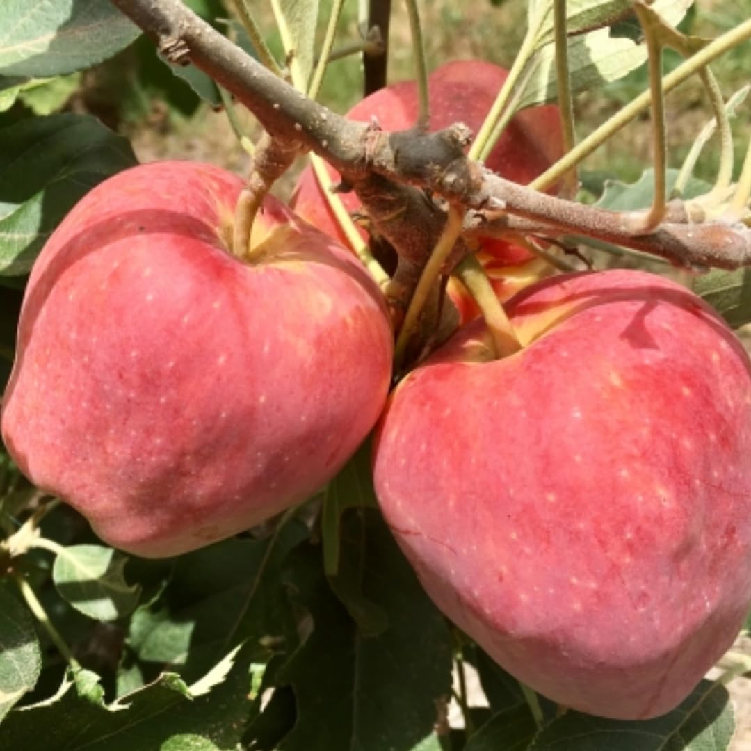 Pink Apple Tree Live Plant Up to 3 Feet, Bare Root Dormant, Spring Break Fruit Sweet Apple Trees Live Plants for Outdoor Planting, Cold Hardy Fruit