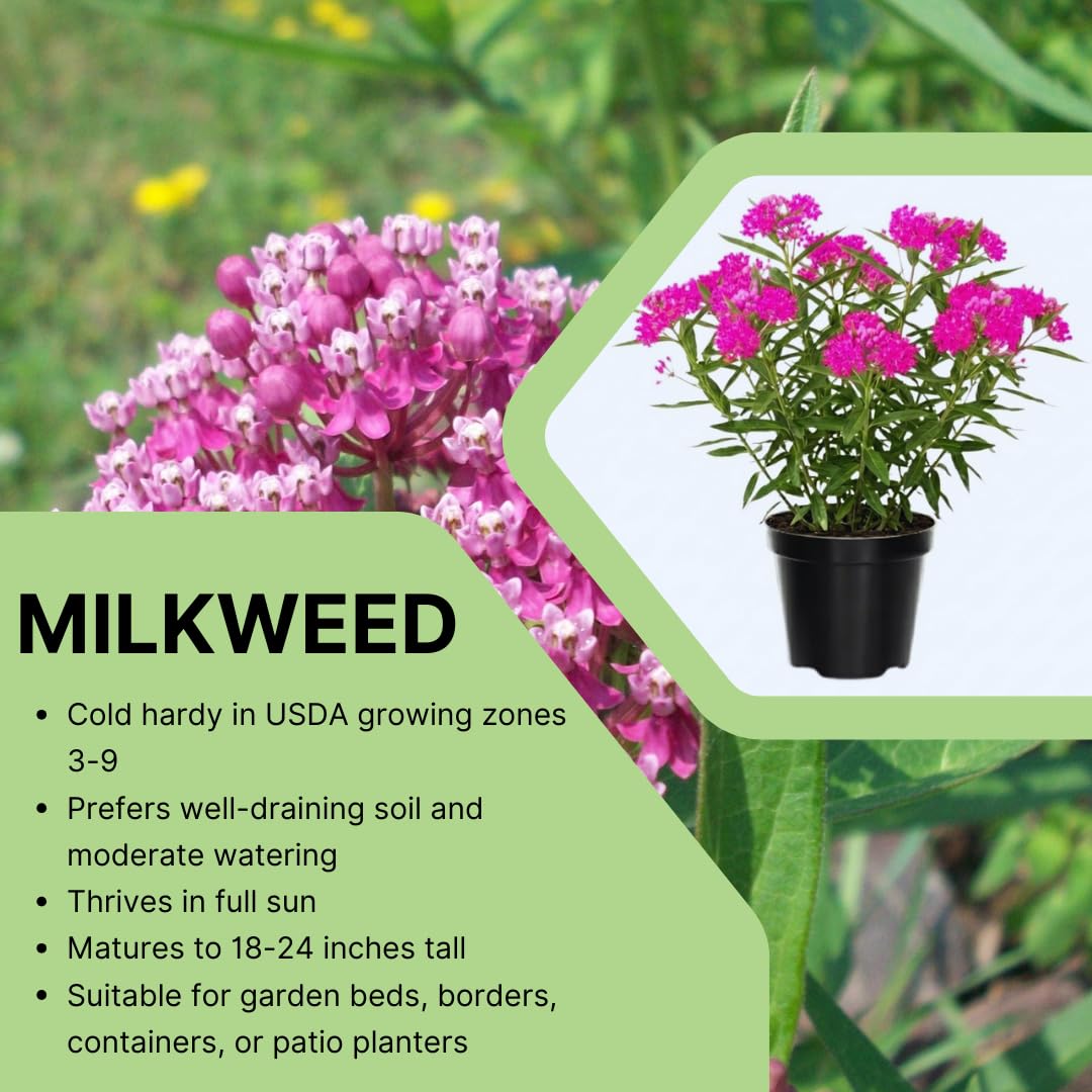 Set of 2 Live Milkweed Plants, Perennial Butterfly Milkweed Plants, Asclepias Tuberosa Plant, 5-8 Inch Tall for Indoor or Outdoor Planting (Pink Milkweed)