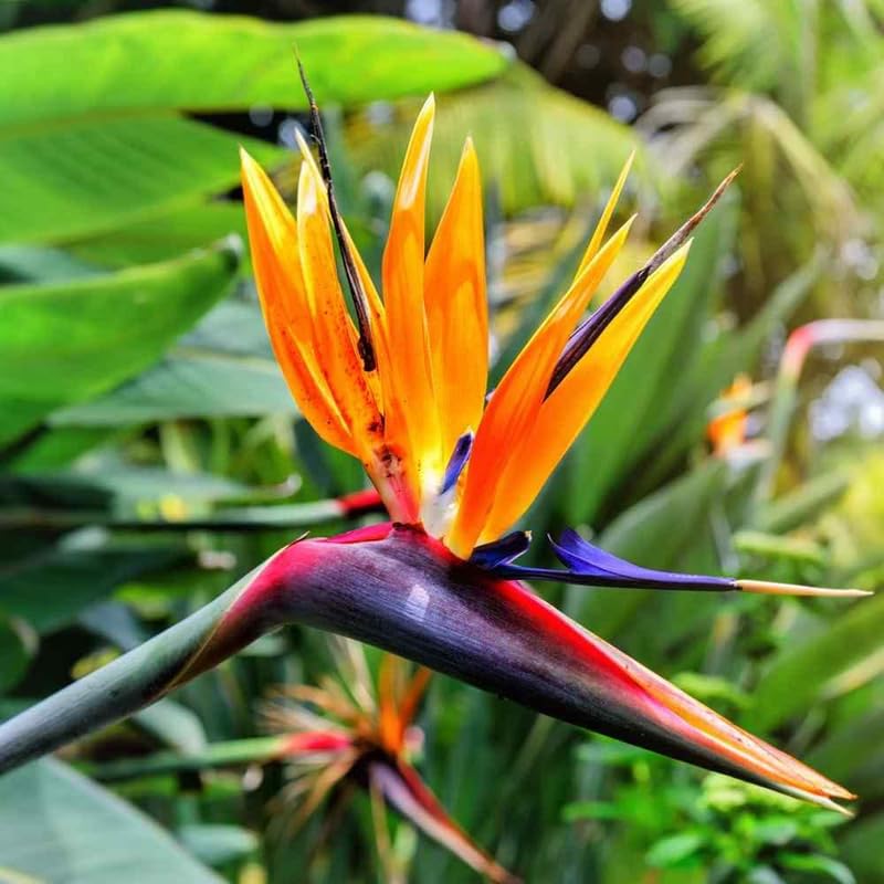 4 Orange Bird of Paradise Plants Live, Strelitzia Reginae, 4-7 Inch Tall, Tropical Flowering Plants for Indoor or Outdoor Growing