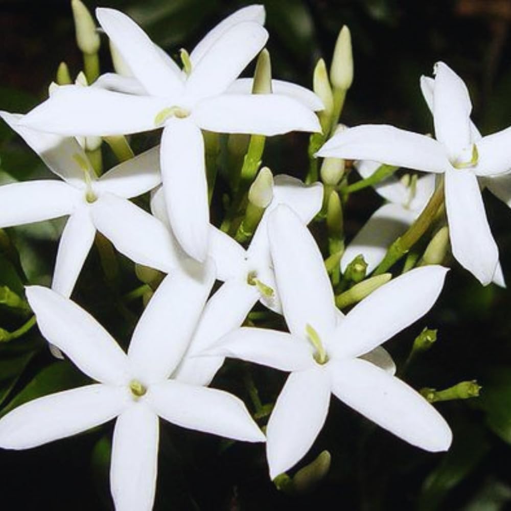 3 White Jasmine Plants Live, 5 to 8 Inches Tall, Jasmine Vine Plant for Gardening and Outdoor Patio