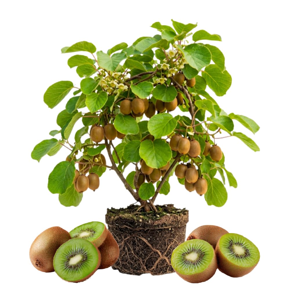 Male Hardy Kiwi Live Plant, Fruit Vine, 4-8 Inch Tall