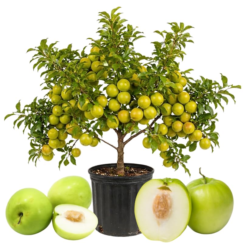 Live Thai Jujube Fruit Tree Plant, 1 Feet Tall in 3 Gallon Pot, Sweet Fruit Tree, Ready to Grow, Suitable for Outdoor Planting, No Ship to CA