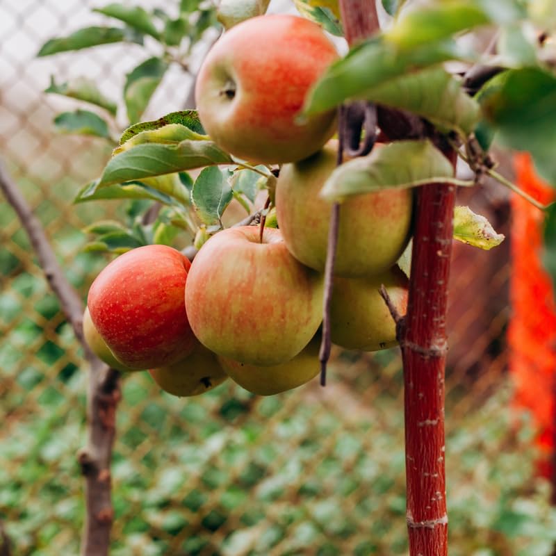 Pink Apple Tree Plants, Bare Root 2-3 Ft Tall, Apple Tree Plant Live for Planting Outdoors