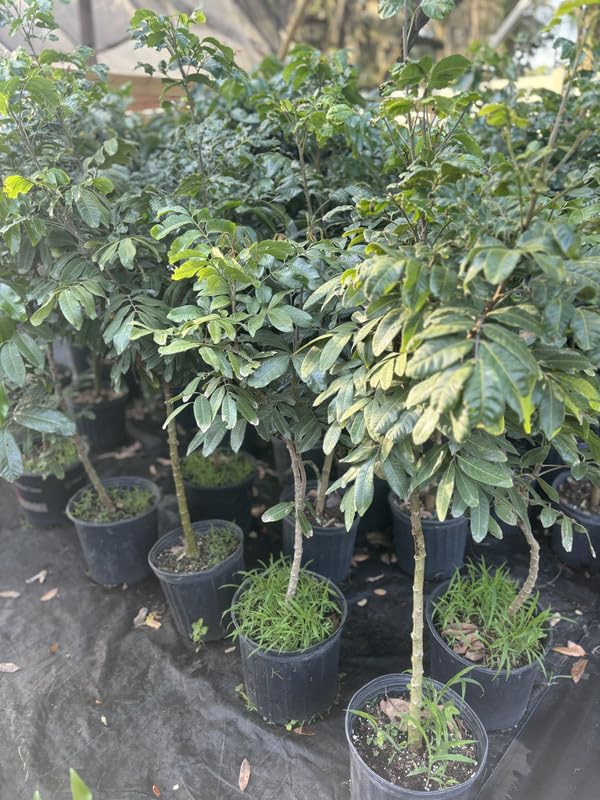 Longan Tree, 3-4 Ft Tall Sweet Longan Fruit Trees Live Plants for Growing Outdoor, 3 Gallon Pot, No Ship to CA