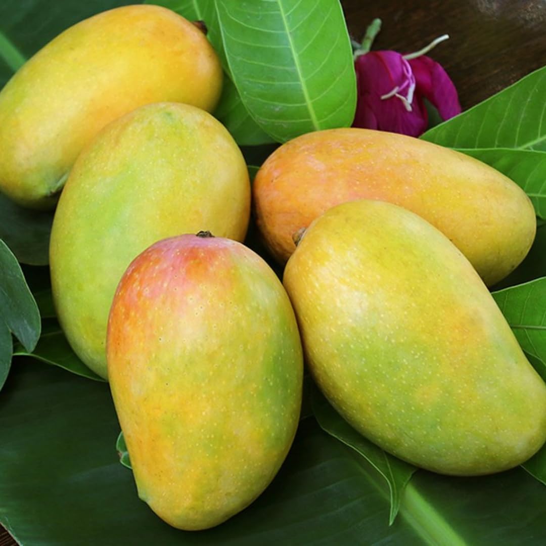 Mango Tree Live Plant, Sweet Mango Plant, Tropical Fruit Tree in 3 Gallon Pot for Outdoor Planting (Honey Mango)