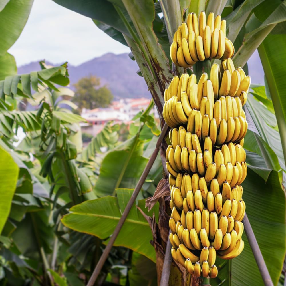 Banana Tree Live Plant, Banana Fruit Plant Well Rooted, 5 to 7 Inch Tall