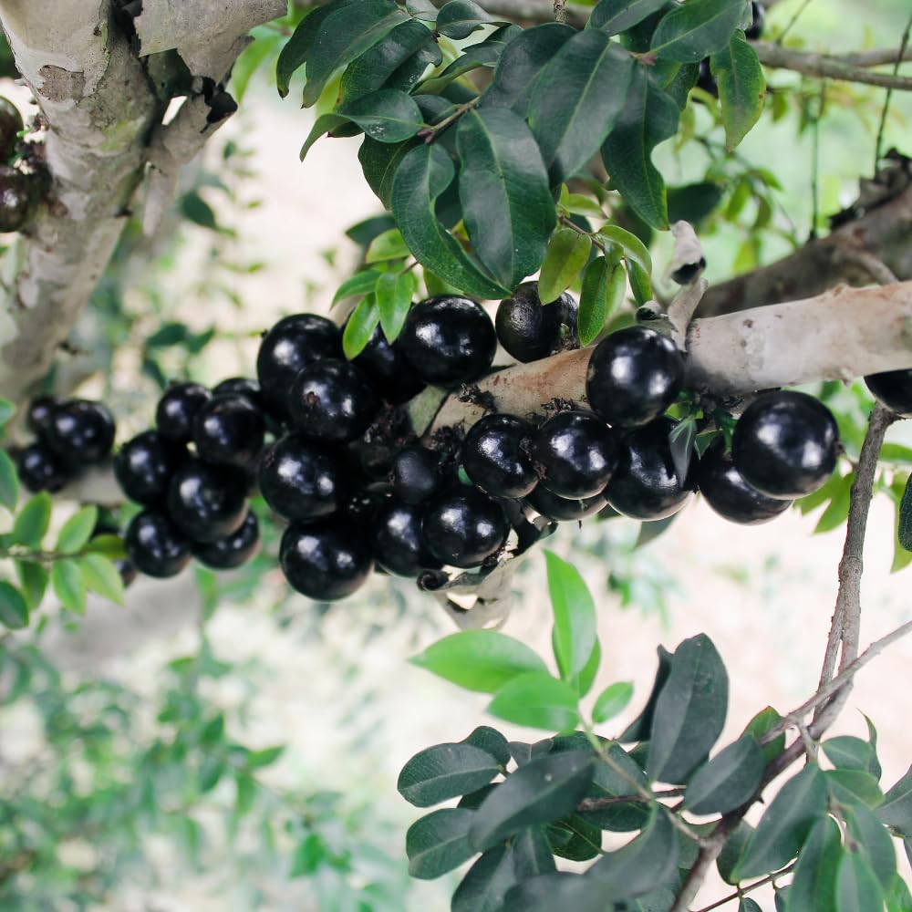 Jaboticaba Plant Live, Black Jaboticaba Tree, Jabuticaba Plant Well Rooted 1 Feet Tall