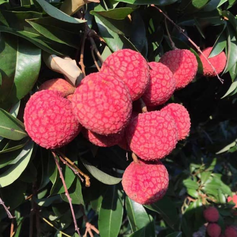 Sweet Lychee Trees Live Plant, 3-4 Ft Tall, 3 Gallon Pot, Lychee Fruit Tree, Litchi Fruits Plant, Perennial Tropical Fruit Plant, No Ship to CA