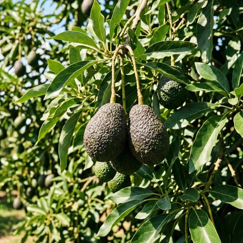 Light Green Avocado Tree Live Plant in 3 Gallon Pot, 1-2' Tall, Avocado Fruit Tree, Cold Hardy for Planting, No Ship to CA