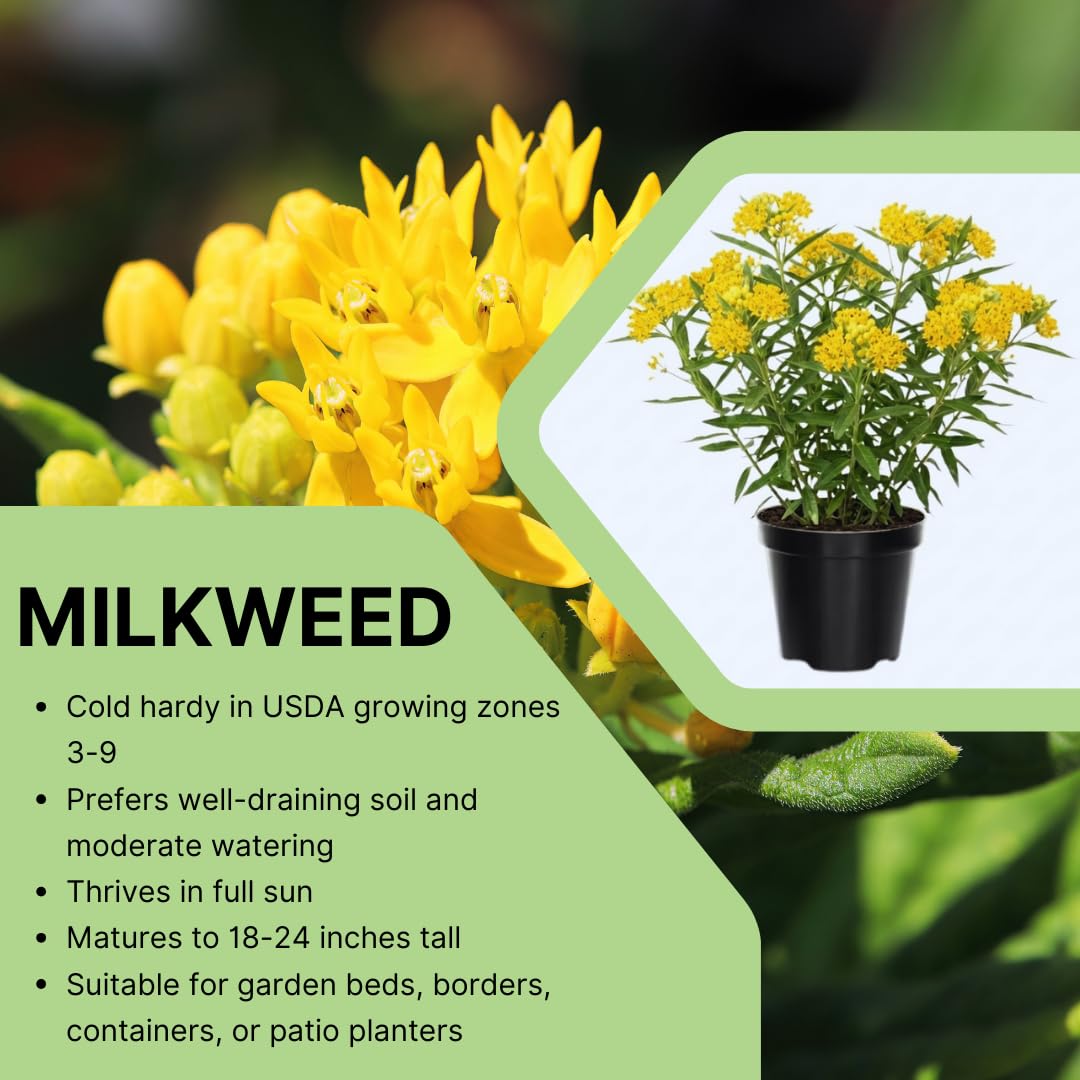 Set of 2 Live Milkweed Plants, Perennial Butterfly Milkweed Plants, Asclepias Tuberosa Plant, 5-8 Inch Tall for Indoor or Outdoor Planting, No Pot (Yellow Milkweed)