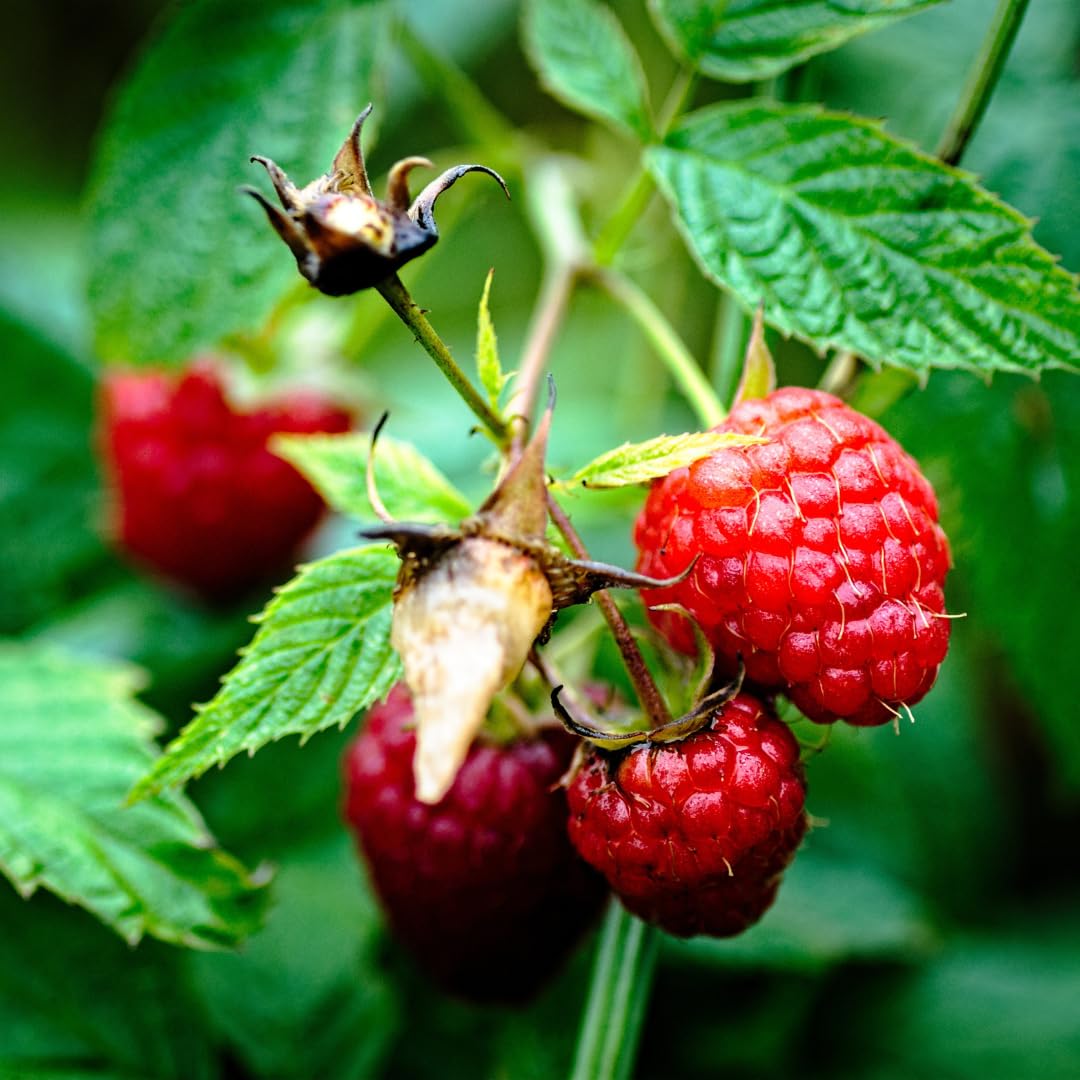 Set of 2 Raspberry Plants Live, Raspberry Bushes, Raspberries Plant, 4 to 6 Inch in Tall for Growing (Caroline Red Raspberry)