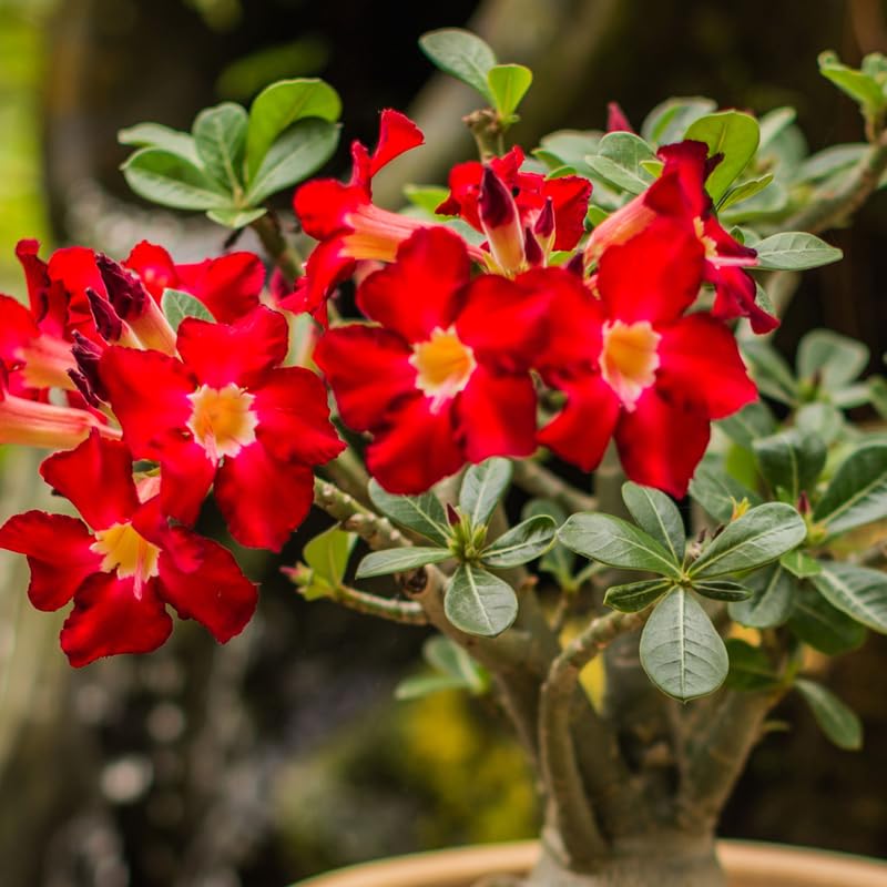 Red Desert Rose Plant Live, Adenium Desert Rose Plant Live, 4 to 7 Inches Tall, Flowering Succulent Plant