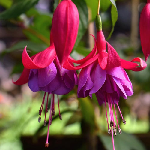 2 Fuchsia Plants, Live Fragrant Fuchsia Flower Bush Shrub, 3-6 Inches Tall (Purple Red)