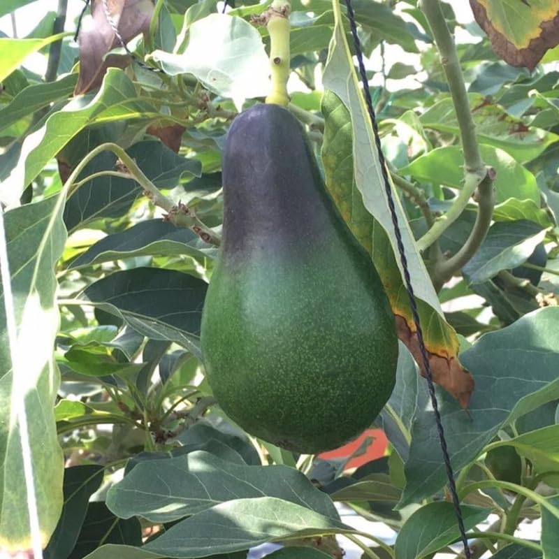 1-2.5 Feet Tall Green Avocado Fruit Plant Live Tree, Avocado Live Tree Plant for Planting Outdoor