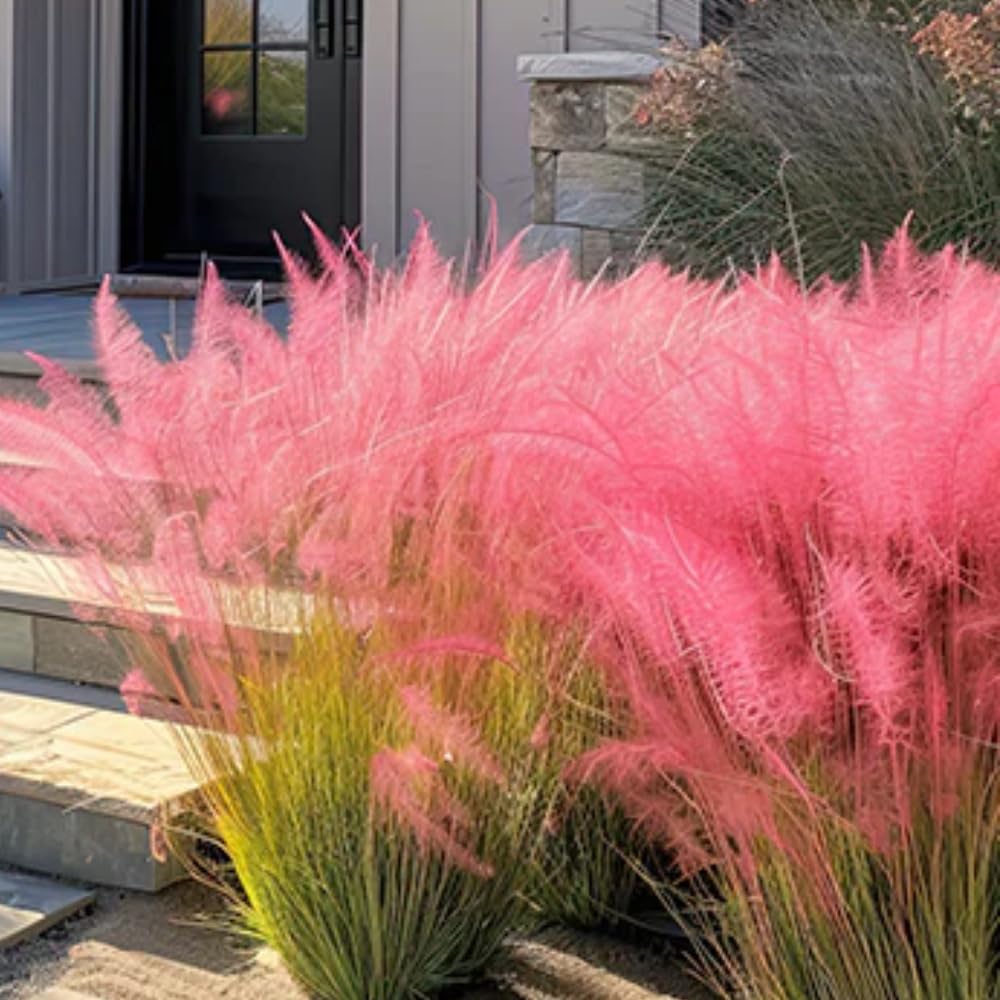 Pack 3 Pink Muhly Grass Plants Live Clumps, 5-9 Inch Tall, Ornamental Grasses Live Plants Perennial