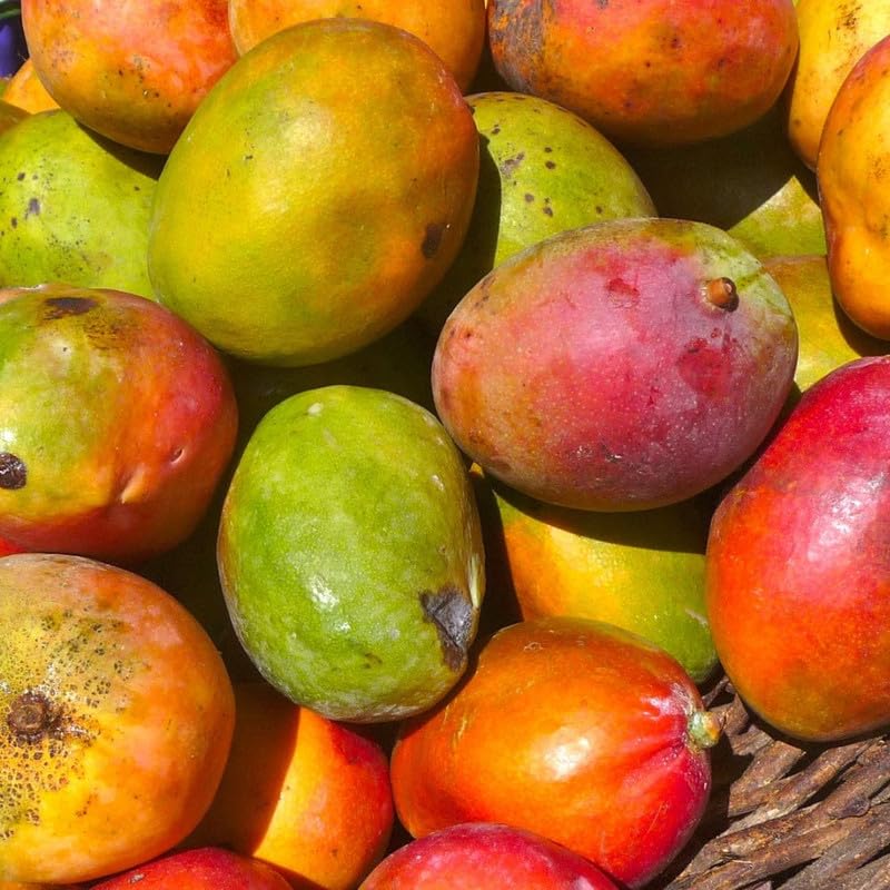 Mango Tree Plant for Planting Outdoor 2-3ft Tall, 3 Gallon Pot, Mango Tree, 2 Years Old Ready to Bear Fruit, No Ship to CA