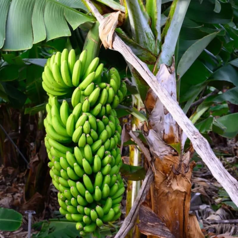 Grand Nain Banana Tree Live Plant 4–7″ Tall, Tropical Banana Plant, Fast Growing, Indoor and Outdoor Growing