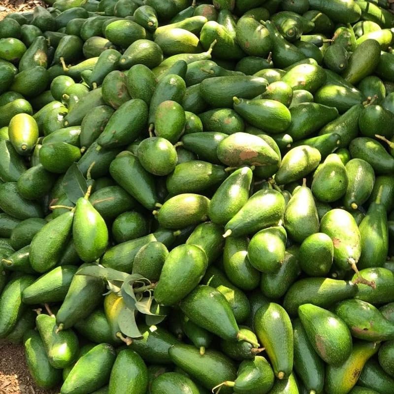 1-2.5 Feet Tall Green Avocado Fruit Plant Live Tree, Avocado Live Tree Plant for Planting Outdoor