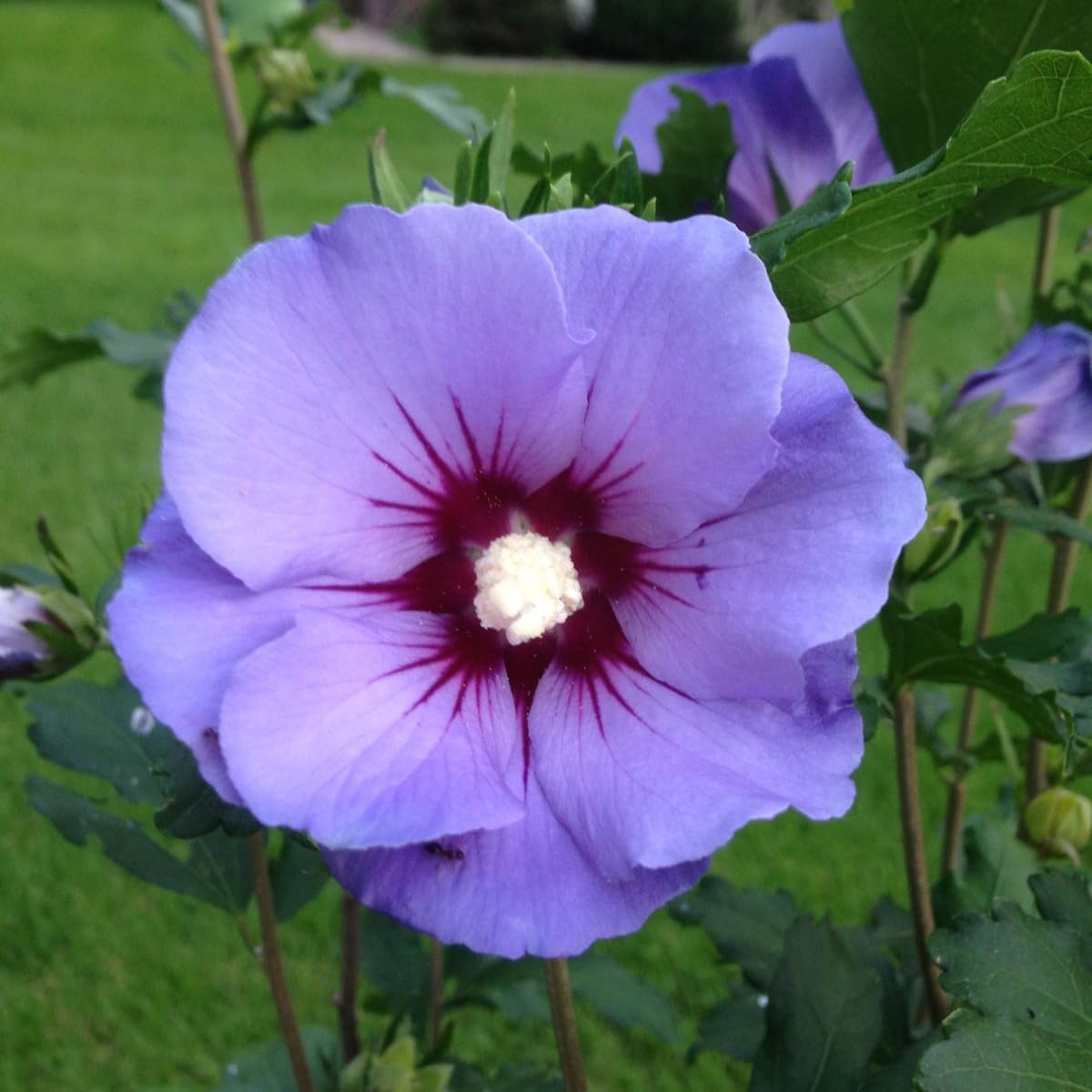 Purple Rose of Sharon Live Plant, 6-12" Tall Althea Hibiscus Plants in Quart Pot, Perennial Hardy Hibiscus Plant Bush for Outdoors Garden, Dormant in Winter