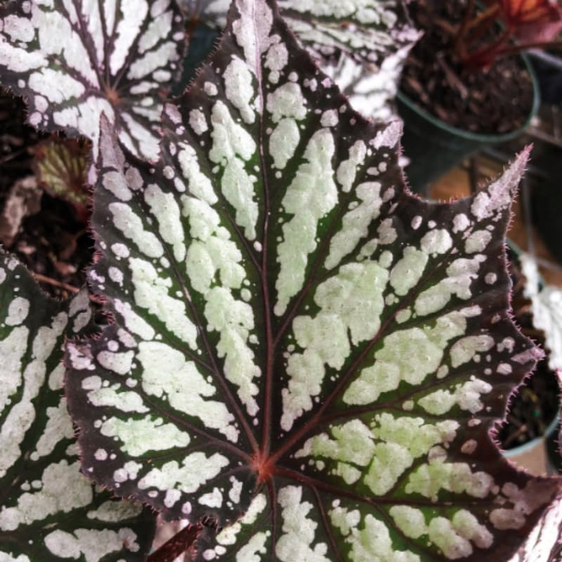 YOKEBOM Live Begonia Plant, Well Rooted Begonia Plant 4-7 Inches, Vibrant Colorful Foliage, Easy-Care Indoor Outdoor Houseplant - White Brown Foliage