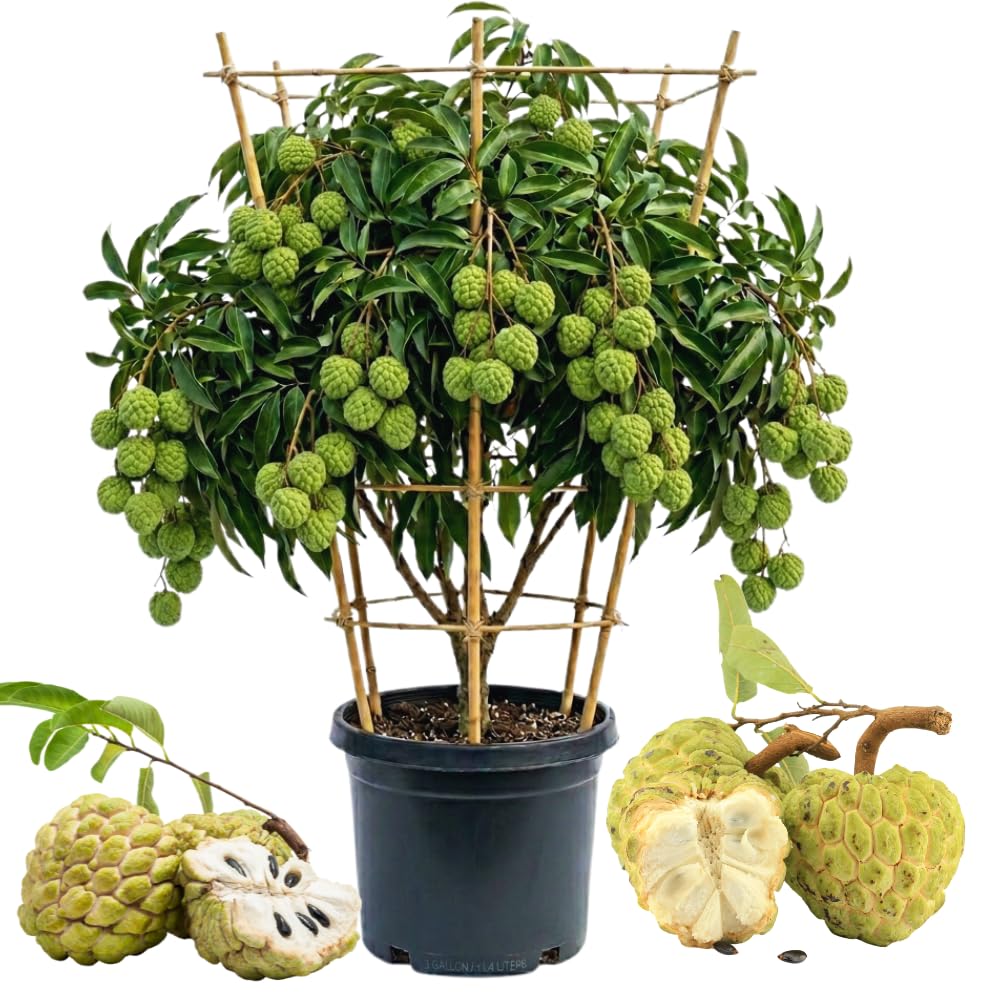 Green Sugar Apple Tree Live Plant, Sugar Apple Fruit Plant, 3 Gallon Pot, 2 to 3 Feet Tall