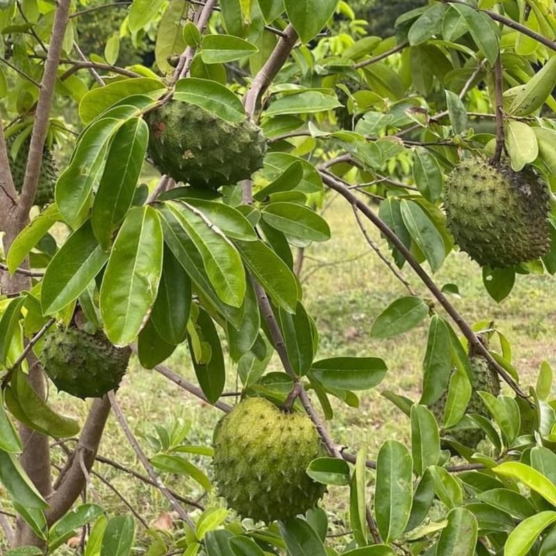 Live Soursop Tree 1 Gallon 24-30 Inch Tall, 1 Gallon Pot Soursop Plant for Planting, Guanabana Tree Outdoor Garden, No Ship to CA