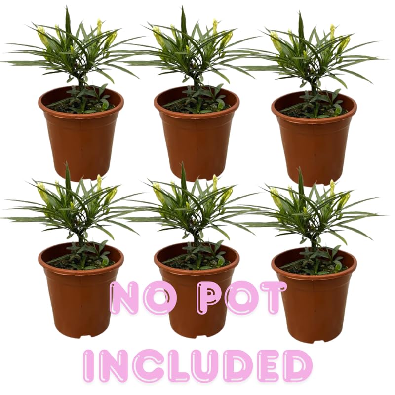 Set 6 Dwarf Blue Mexican Petunia Plants Live, Perennial Outdoor Growing, Startrer Size 4-6" in Tall, Long Blooming Season, Landscapes, Borders, Ground Cover
