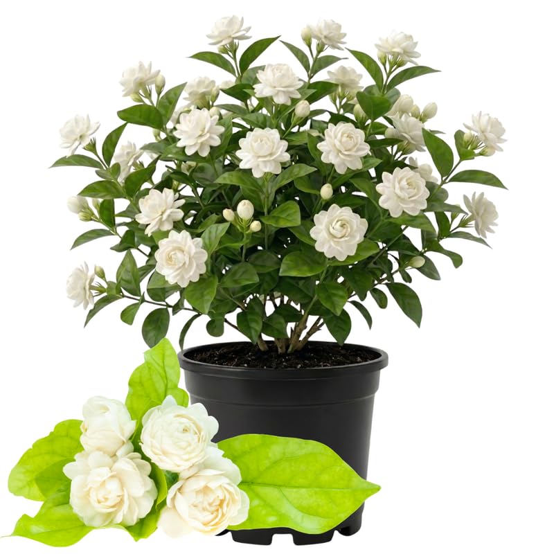 Live Duke Jasmine Plant, Fragrant White Blooming Vine, 2-3 Feet Tall in 3 Gallon Pot, Ready to Grow, No Ship to CA