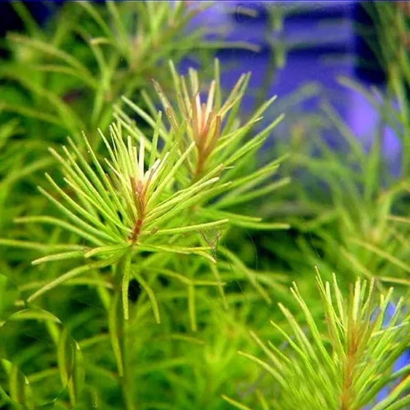 Green Rotala Aquarium Plants Live, Live Aquarium Tanks Rotala Aquatic Plants, No Root, 5 to 7 Stems, Live Aquarium Plants, Freshwater Aquarium for Planting Ponds