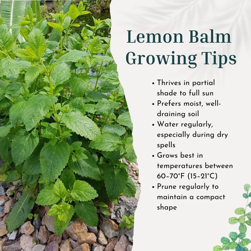 Set of 3 Lemon Balm Live Plants, Fragrant Herb Starter 4-7 Inches, Easy Care Garden Container