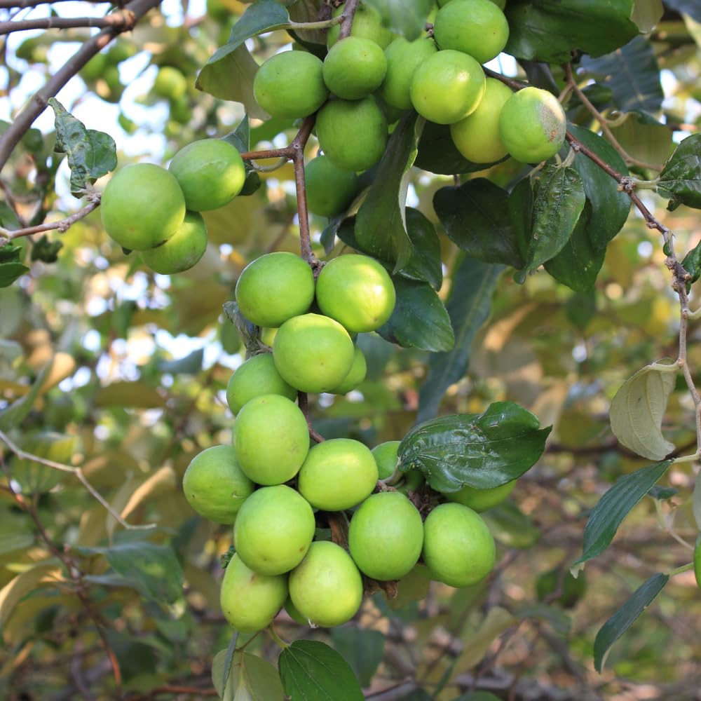Thai Jujube Tree Live Plant in 3 Gallon Container, Sweet Apple Date Tree, 1 Feet Tall, Hardy and Perennial, No Ship to CA