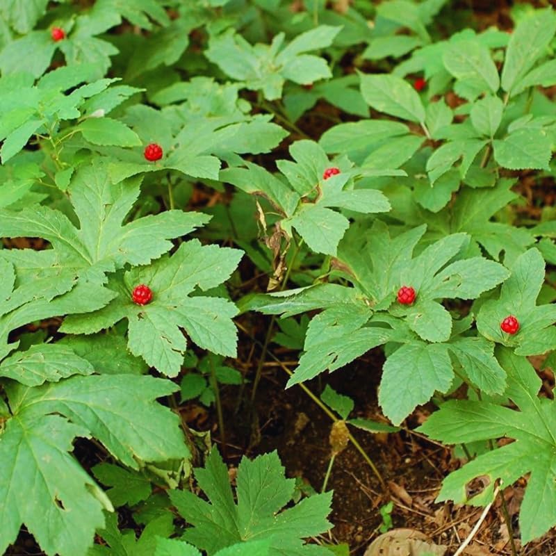 10 Golden Seal Plant Bare Roots for Planting, 3 to 5 Inches Tall, Goldenseal Plants Live