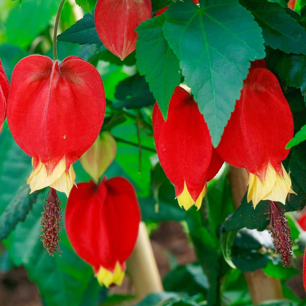 4 Red Abutilon Plants Live, Hanging Lantern Trailing Abutilon Flowering Live Plants, Well Rooted Plugs 2-5" Height