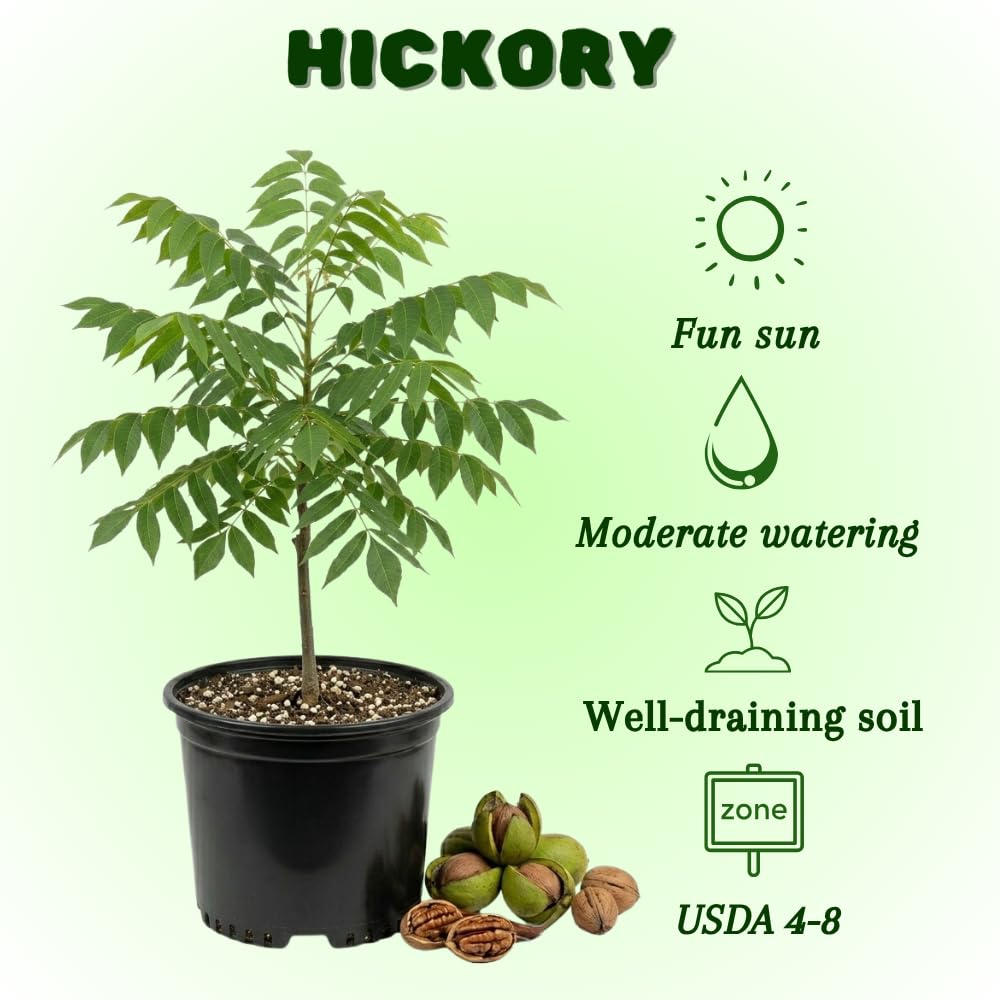 Hickory Tree Live Plant 1-2 Feet Tall in Pot, Hickory Tree Seedling, Nut Tree, Cold Hardy for Outdoor Garden Plant