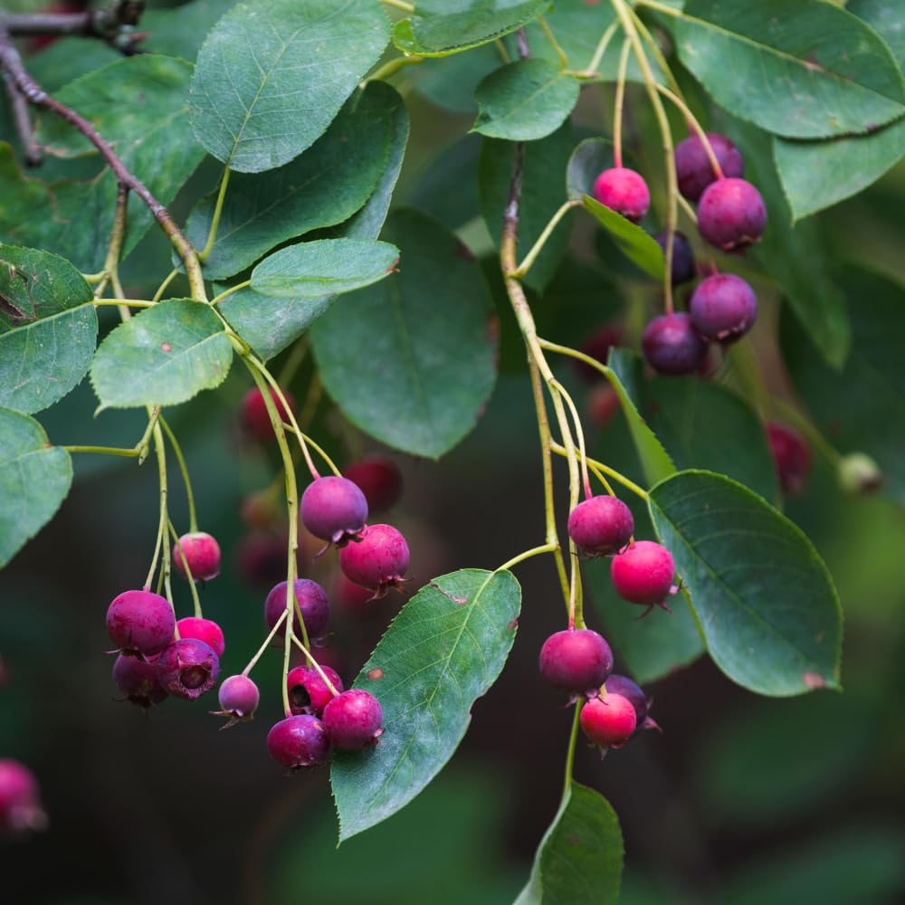 Serviceberry Live Plant, Berry Plant, 4-8 Inch Tall